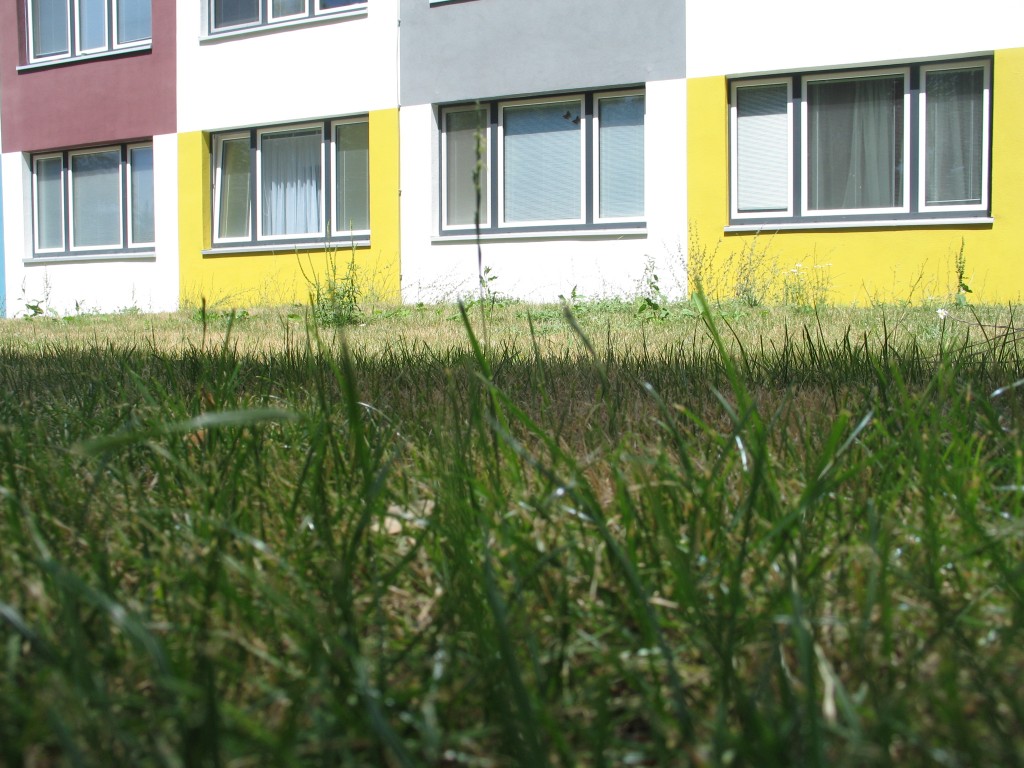 Rasenfläche hinter Haus 56