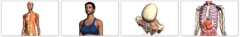 Body Browser