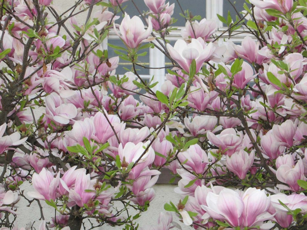Magnolie vor Haus 33