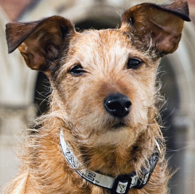 Therapiehund Monty