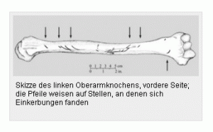 Humerus mit Haizahnspuren (blooD N Acid)